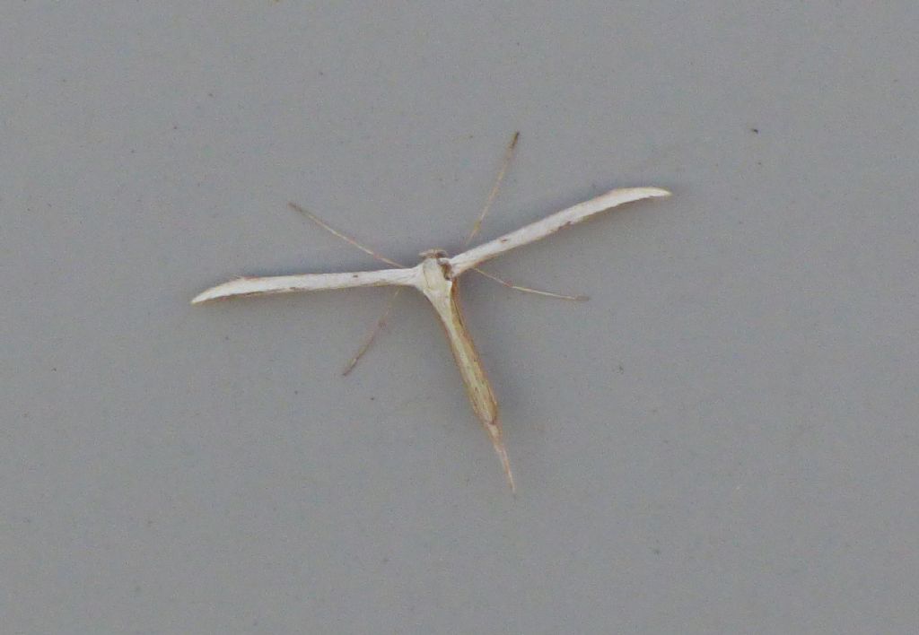 Pterophoridae: Emmelina monodactyla